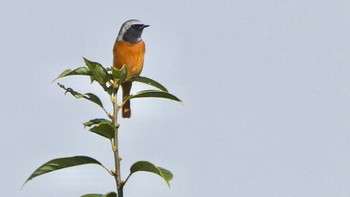 Daurian Redstart 布目ダム Sat, 10/28/2023