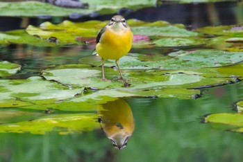 キセキレイ 薬師池公園 2023年10月29日(日)