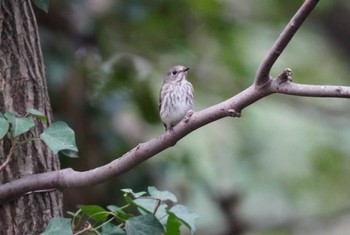 エゾビタキ 権現山(弘法山公園) 2023年10月14日(土)