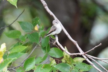 Sat, 10/14/2023 Birding report at 権現山(弘法山公園)