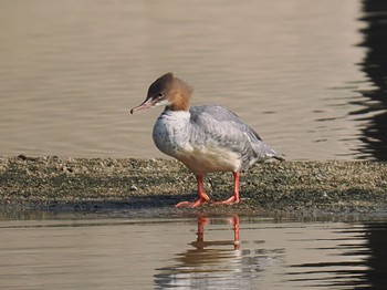 Common Merganser 兵庫県西宮市 武庫川 Fri, 10/27/2023