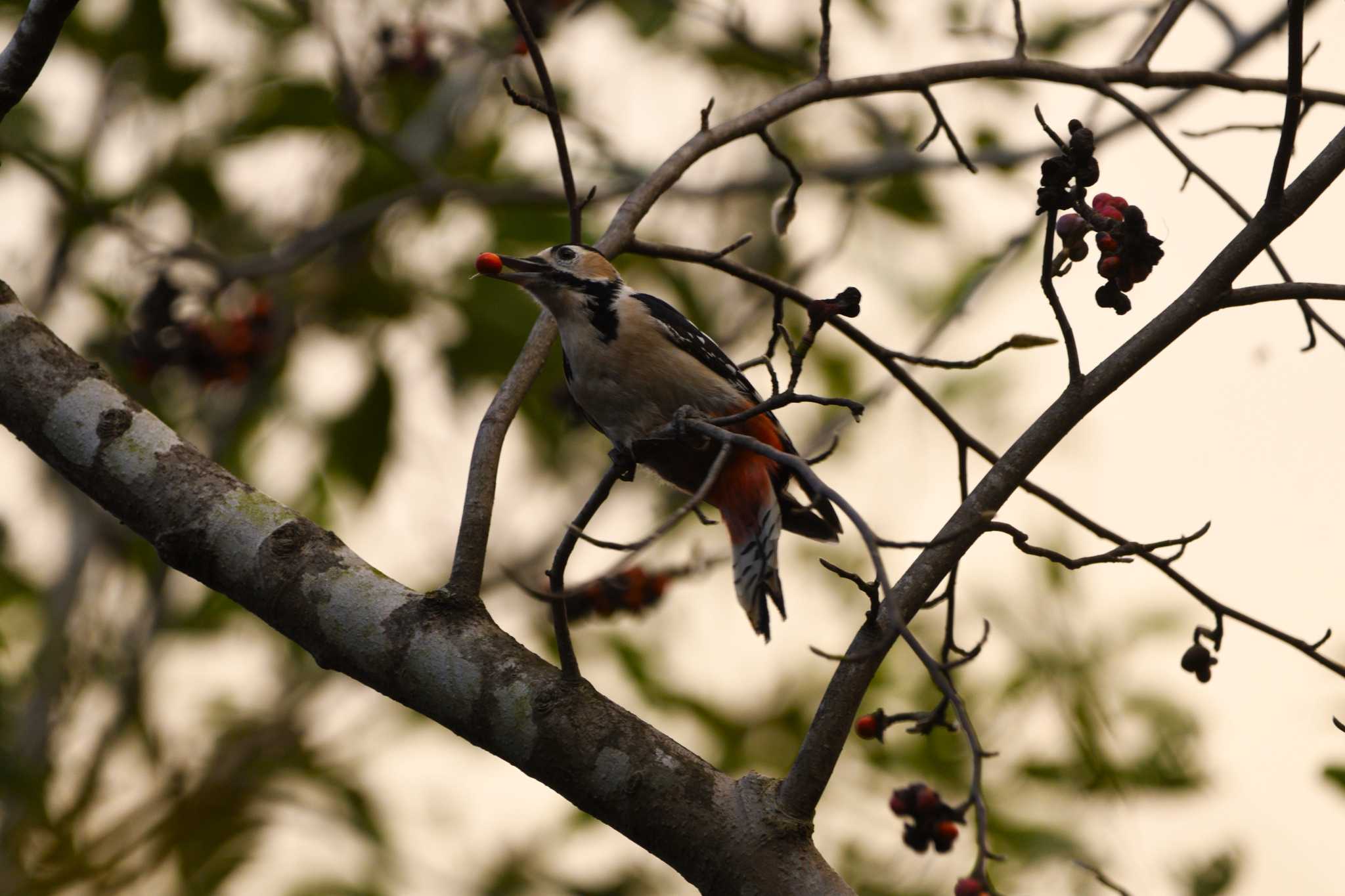 Great Spotted Woodpecker