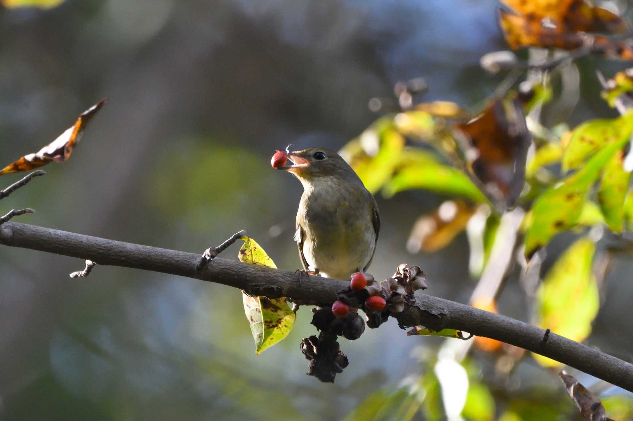 Narcissus Flycatcher