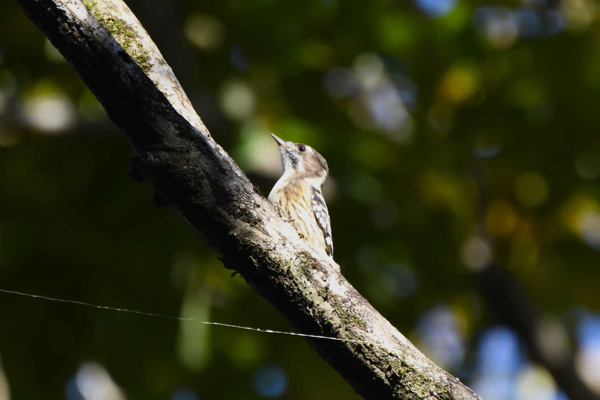 Japanese Pygmy Woodpecker