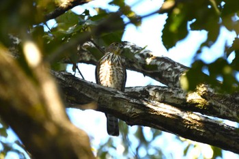 2023年10月21日(土) 井頭公園の野鳥観察記録