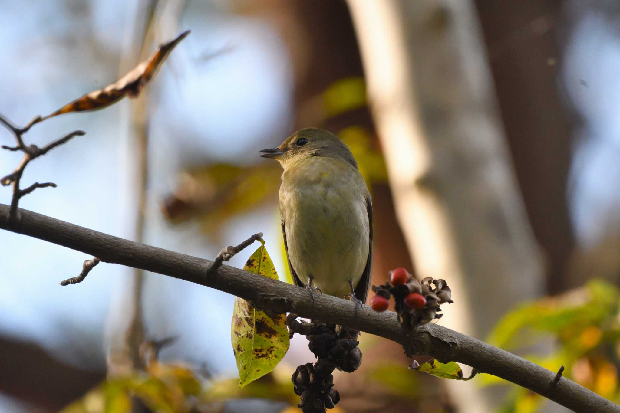 Photo of Narcissus Flycatcher at 井頭公園 by すずめのお宿