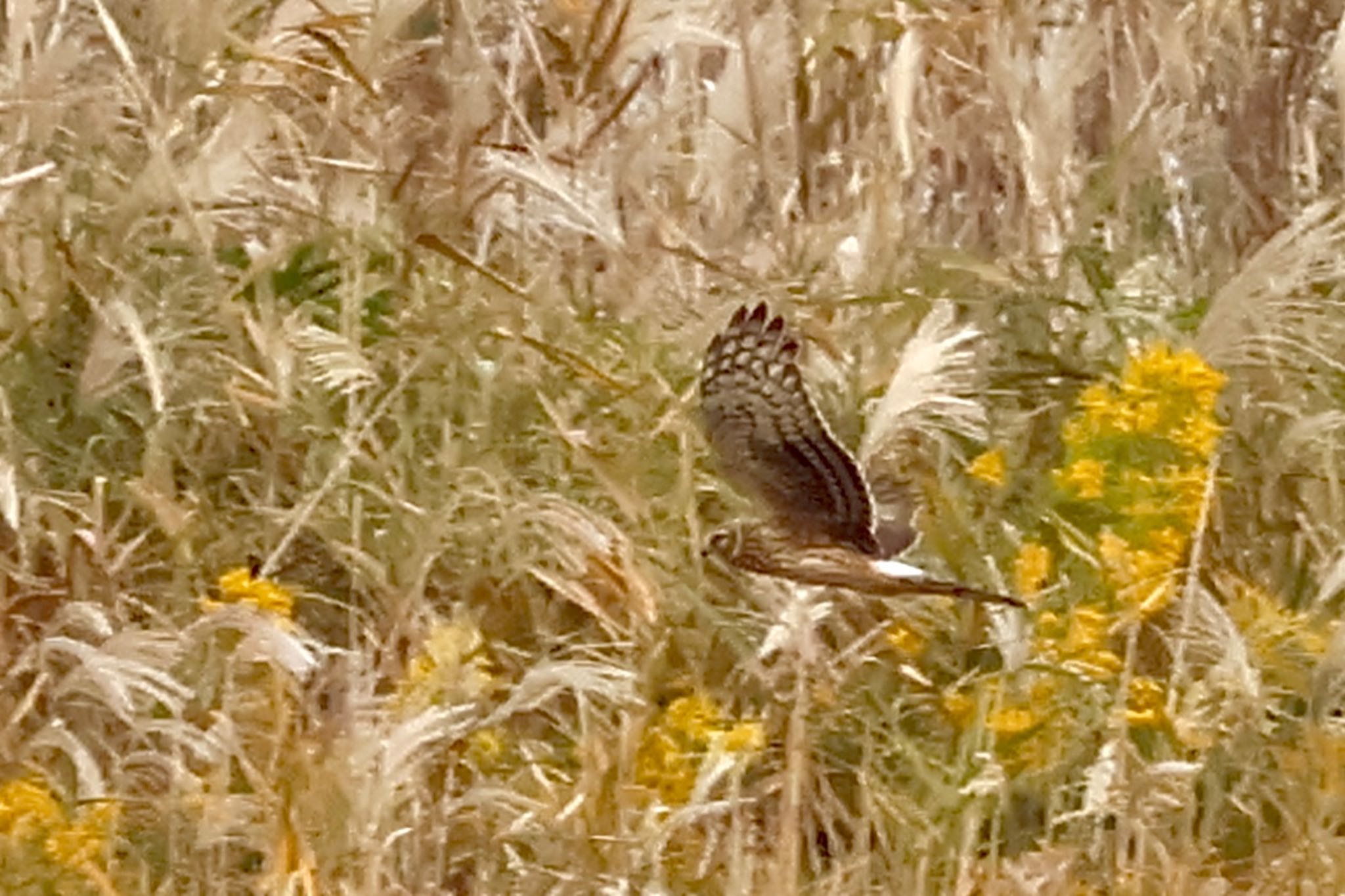 Hen Harrier