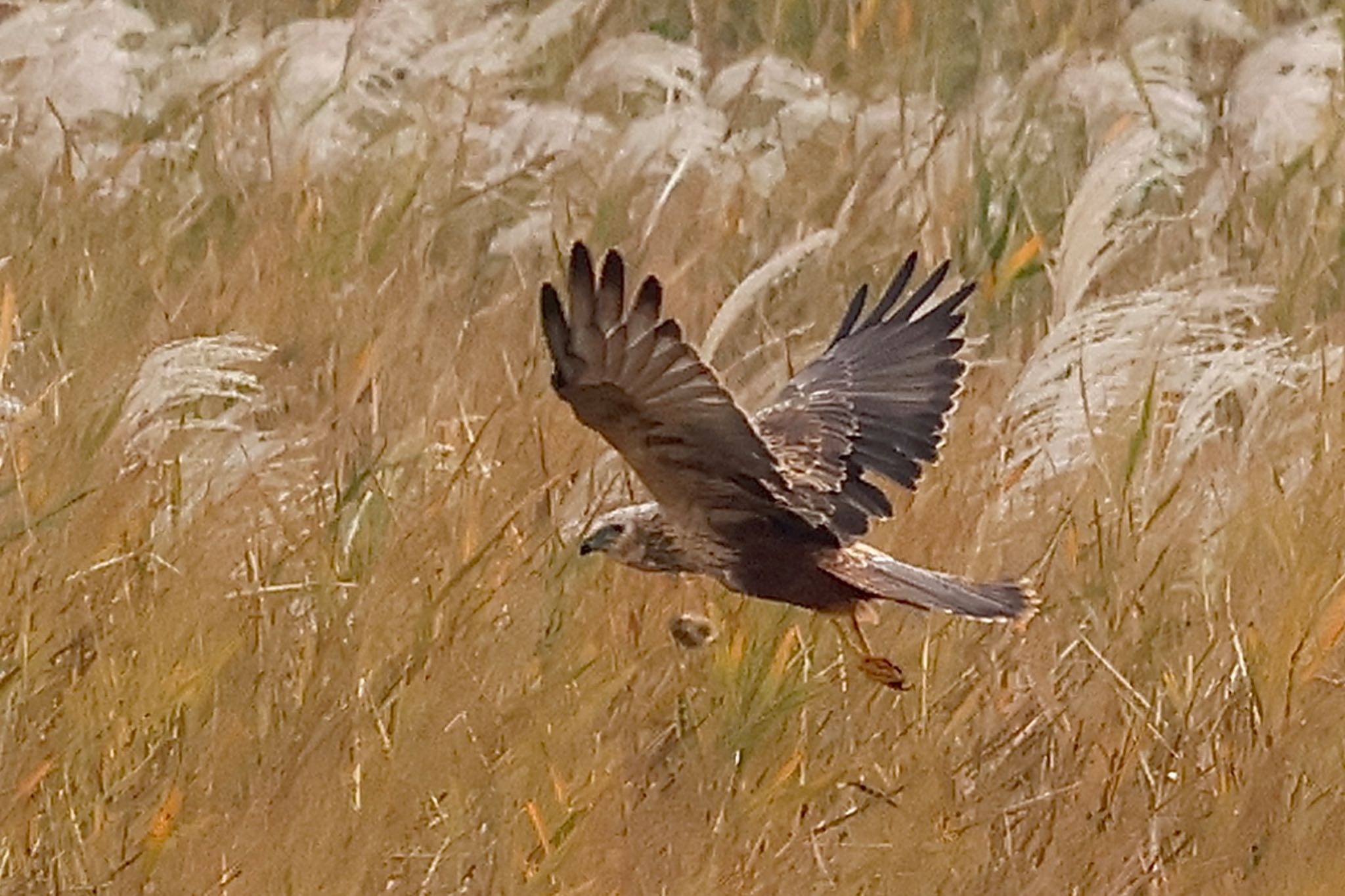 Eastern Marsh Harrier