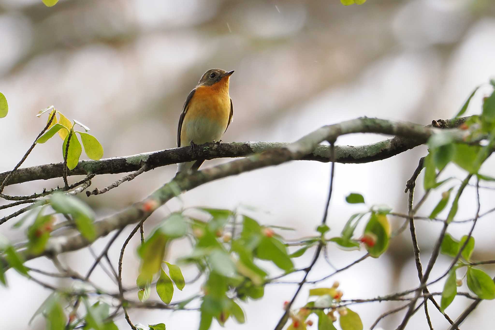 Mugimaki Flycatcher