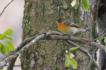 ムギマキ 戸隠森林植物園(戸隠森林公園) 2023年10月28日(土)