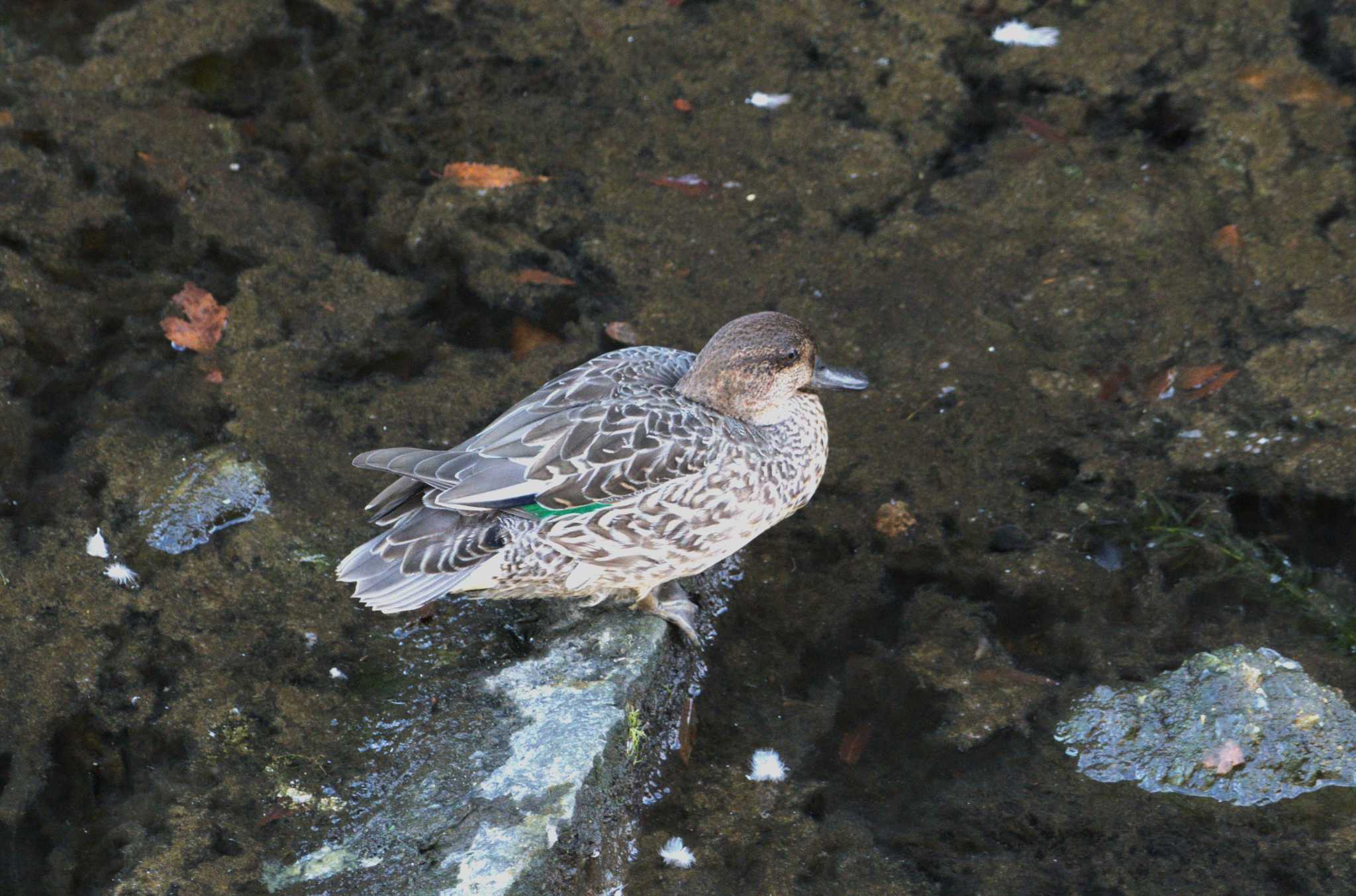 平和の森公園、妙正寺川 コガモの写真