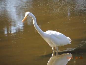 ダイサギ 葛西臨海公園 2023年10月16日(月)