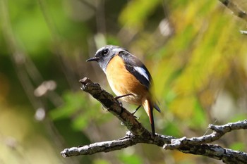 2023年10月29日(日) 早戸川林道の野鳥観察記録