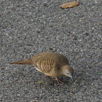 Zebra Dove バンコク ルンピニ公園 Sun, 10/29/2023