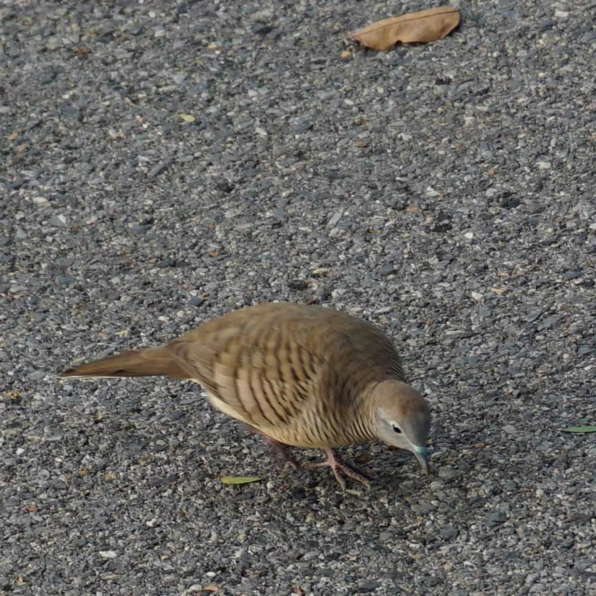 バンコク ルンピニ公園 チョウショウバトの写真