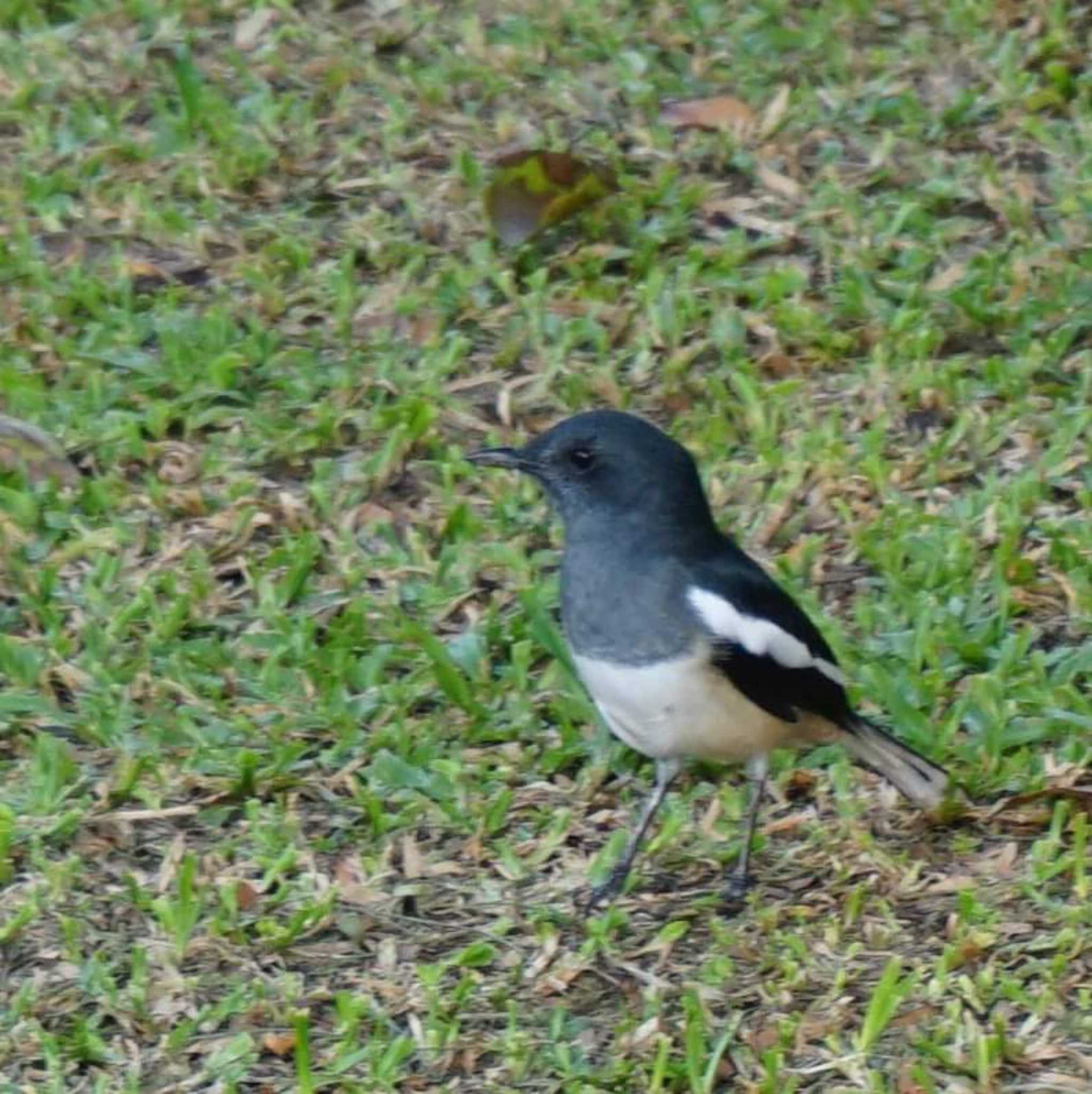 バンコク ルンピニ公園 シキチョウの写真