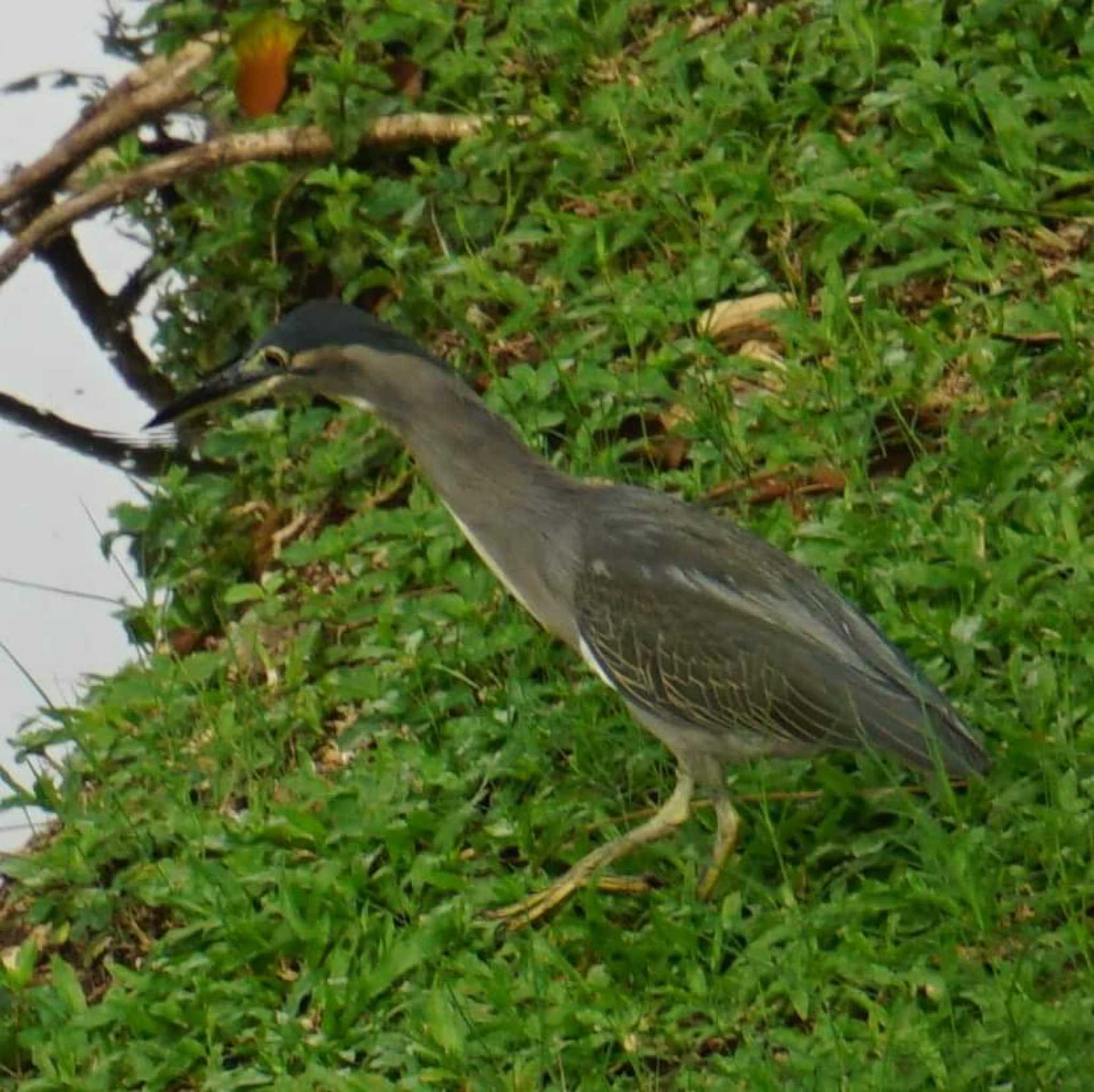 バンコク ルンピニ公園 ササゴイの写真