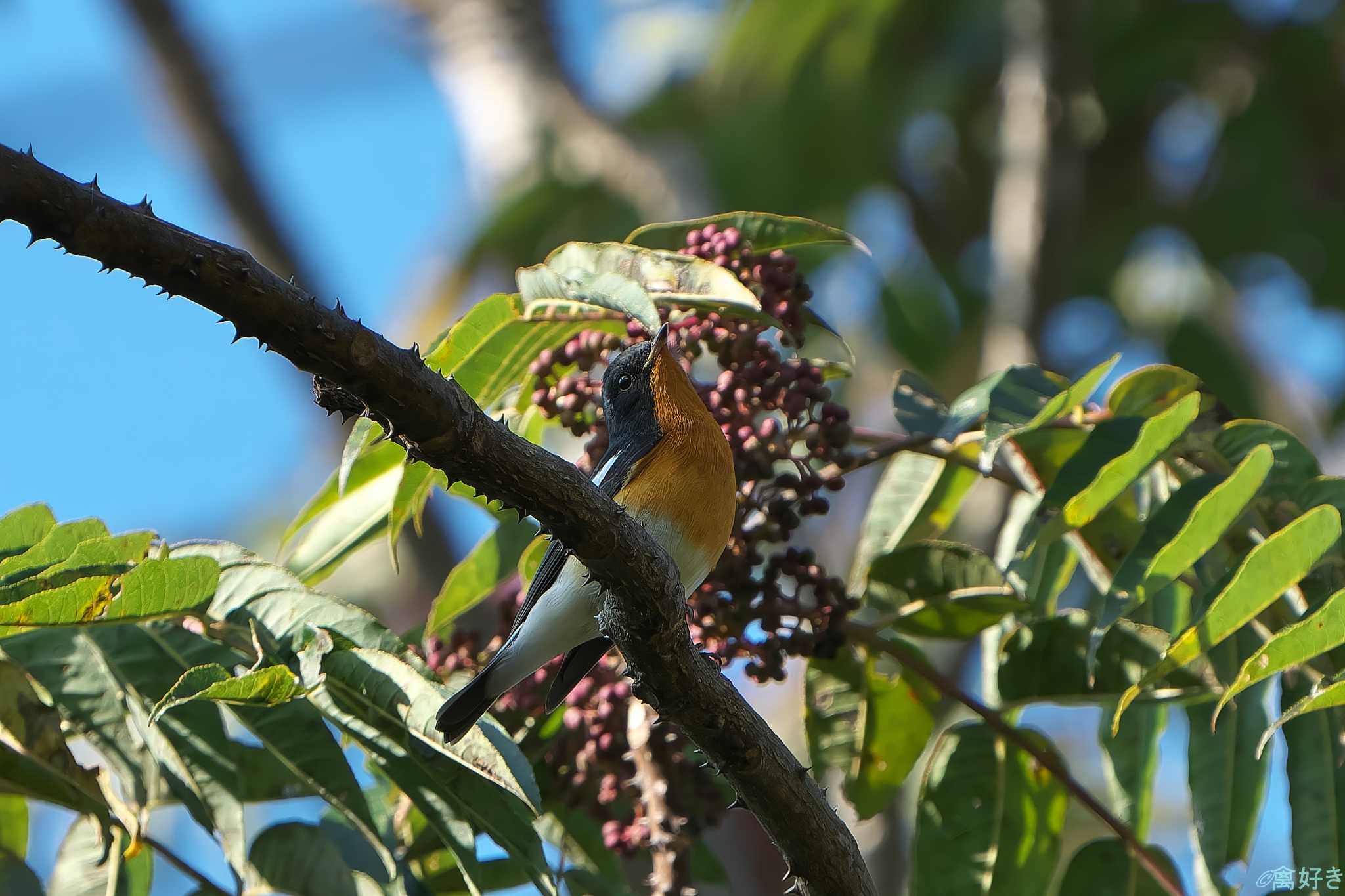 Mugimaki Flycatcher