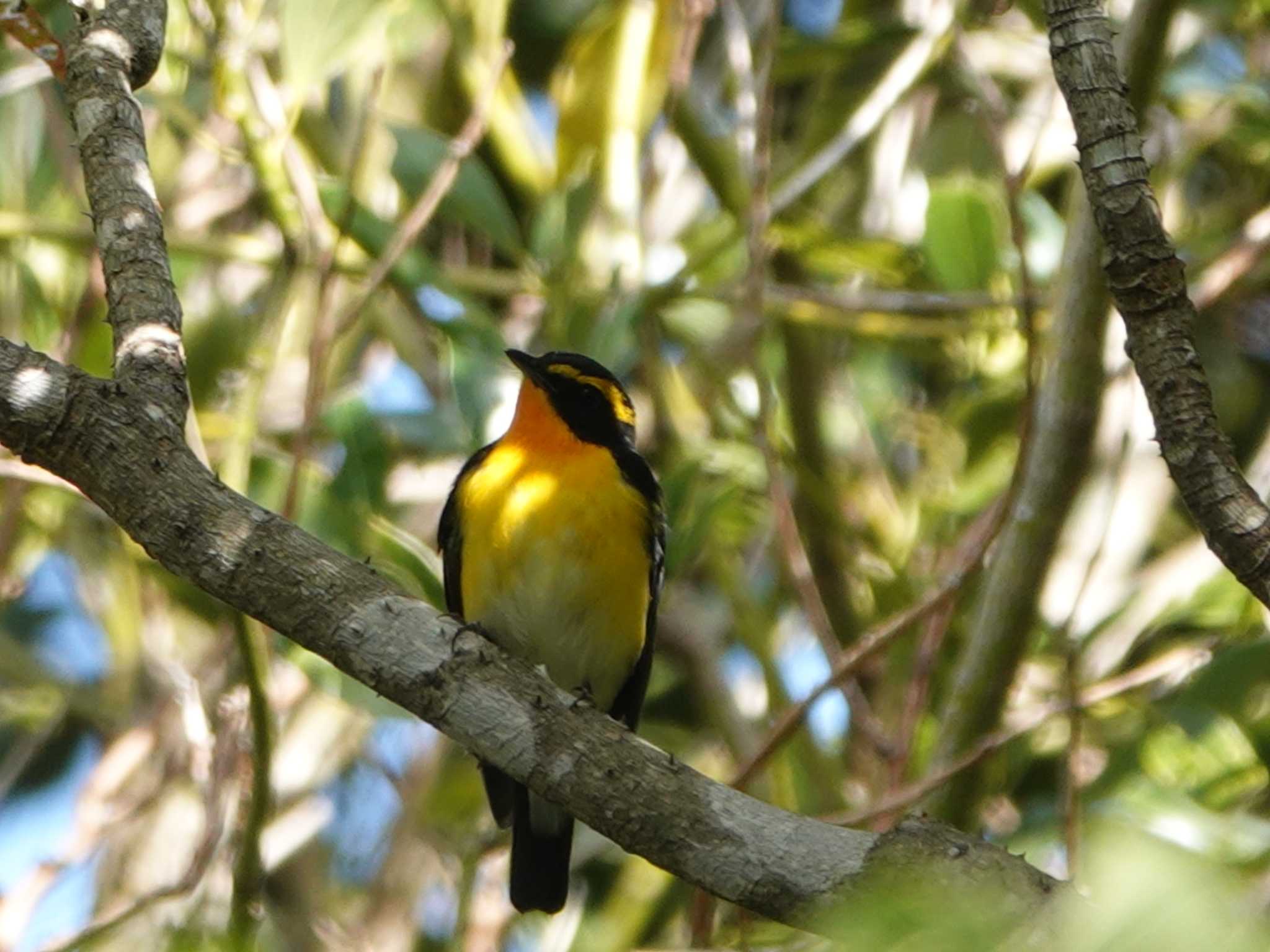 Photo of Narcissus Flycatcher at 稲佐山公園 by M Yama