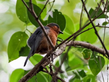 2023年10月29日(日) 水元公園の野鳥観察記録