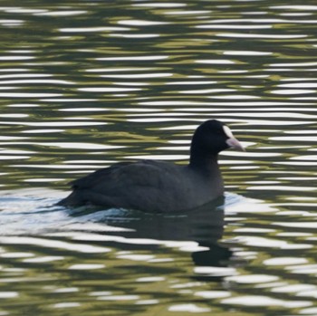 Eurasian Coot 一碧湖 Sat, 10/28/2023