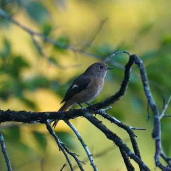 Daurian Redstart 一碧湖 Sat, 10/28/2023