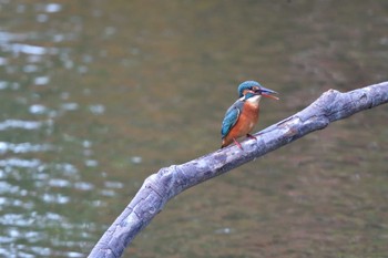 カワセミ 長浜公園 2023年10月29日(日)