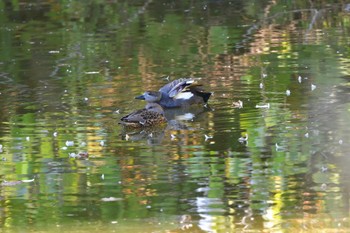 オカヨシガモ 長浜公園 2023年10月29日(日)