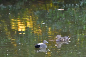 オカヨシガモ 長浜公園 2023年10月29日(日)