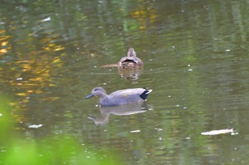 オカヨシガモ 長浜公園 2023年10月29日(日)