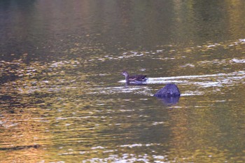 バン 長浜公園 2023年10月29日(日)