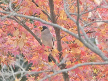 Japanese Grosbeak Kyoto Gyoen Sat, 11/26/2022