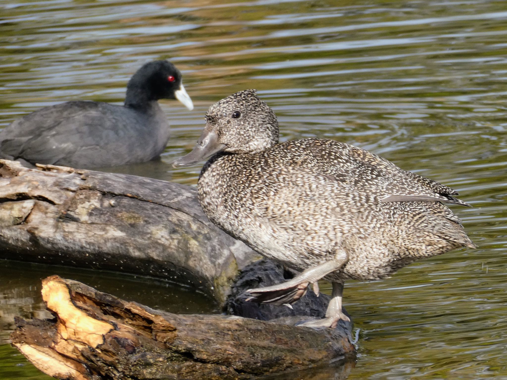 Photo of Freckled Duck at Centennial Park (Sydney) by Maki