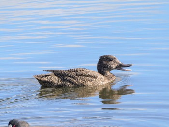 Freckled Duck Centennial Park (Sydney) Sat, 10/28/2023