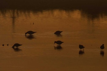 Red-necked Stint Inashiki Wed, 10/18/2023