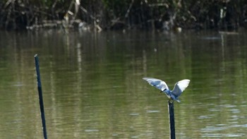 Whiskered Tern 磐田大池 Sun, 10/22/2023