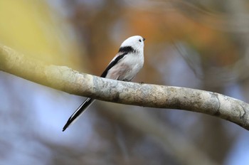 Long-tailed tit(japonicus) Hakodateyama Sun, 10/29/2023