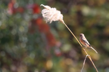 Siberian Long-tailed Rosefinch Hakodateyama Sun, 10/29/2023