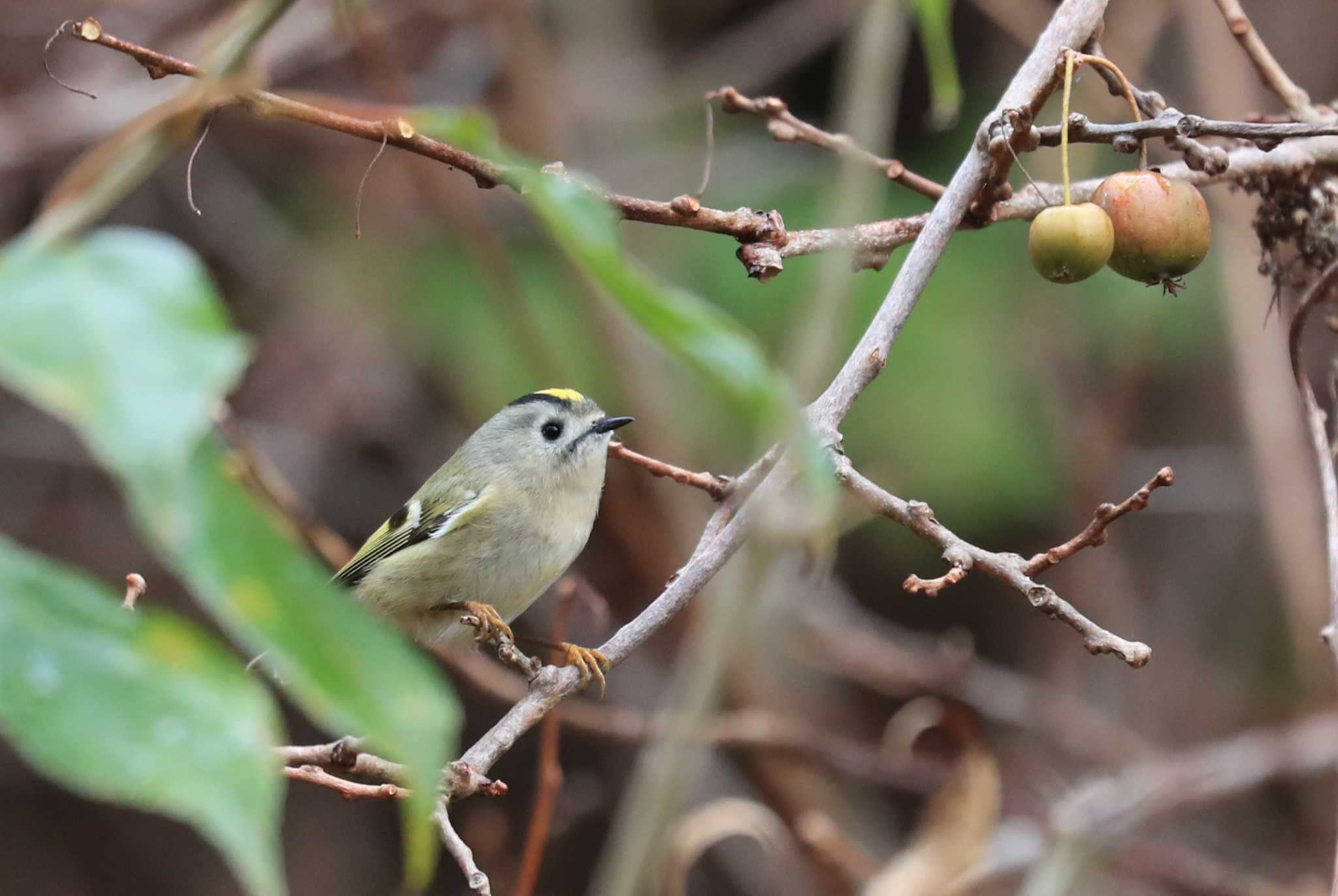 Goldcrest