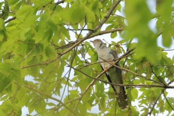 Common Cuckoo 美瑛 憩が丘公園 Sat, 5/20/2023