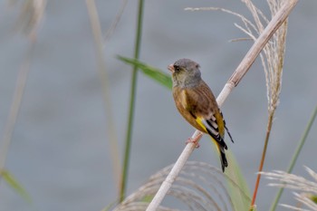 2023年10月29日(日) 境川遊水地公園の野鳥観察記録