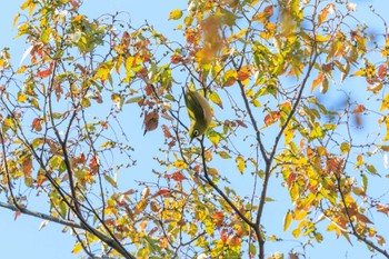 Warbling White-eye 石ケ谷公園 Wed, 10/18/2023