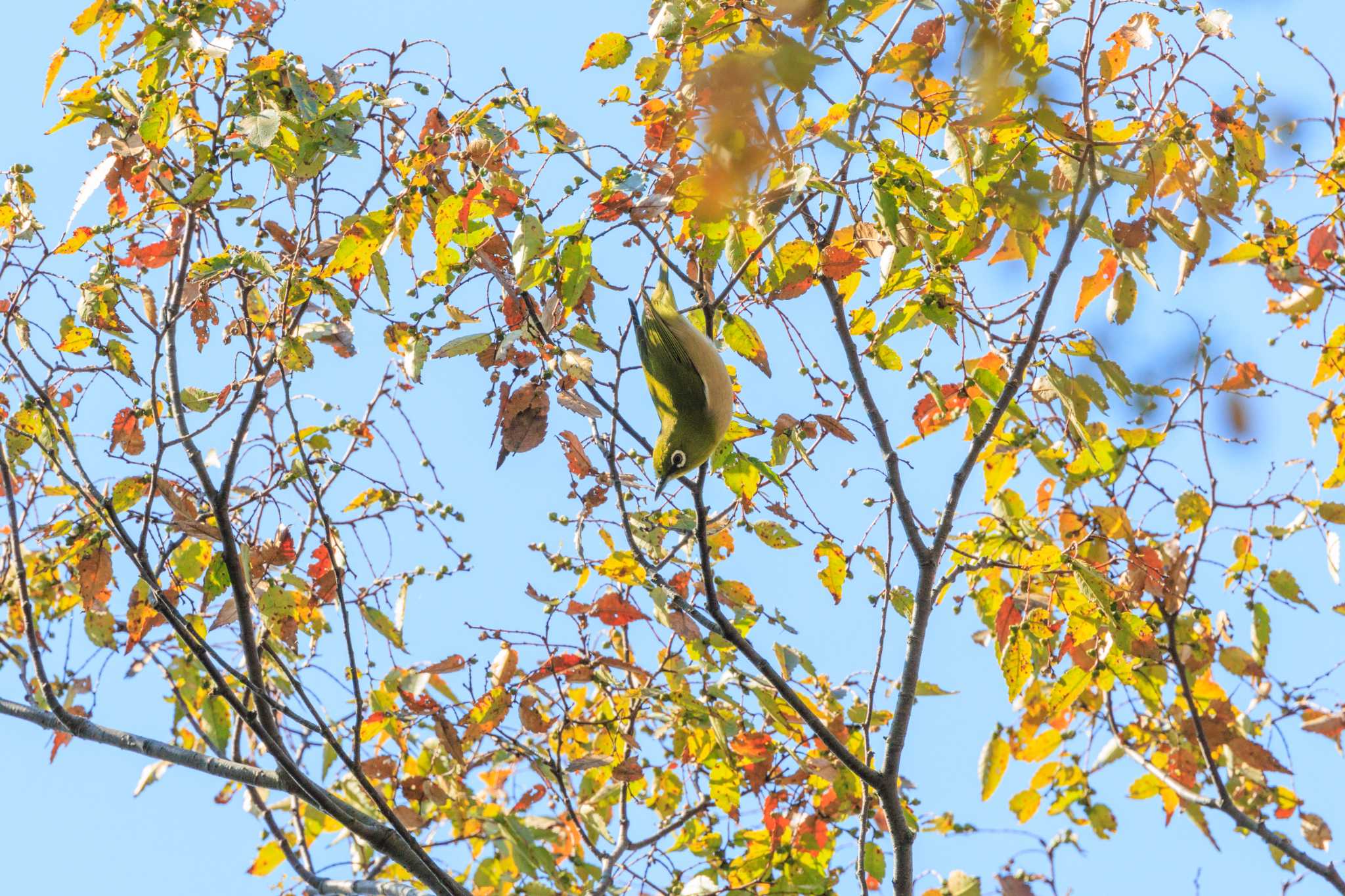 Photo of Warbling White-eye at 石ケ谷公園 by ときのたまお