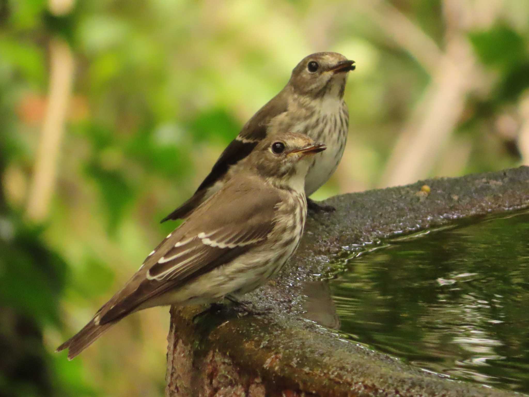 Grey-streaked Flycatcher