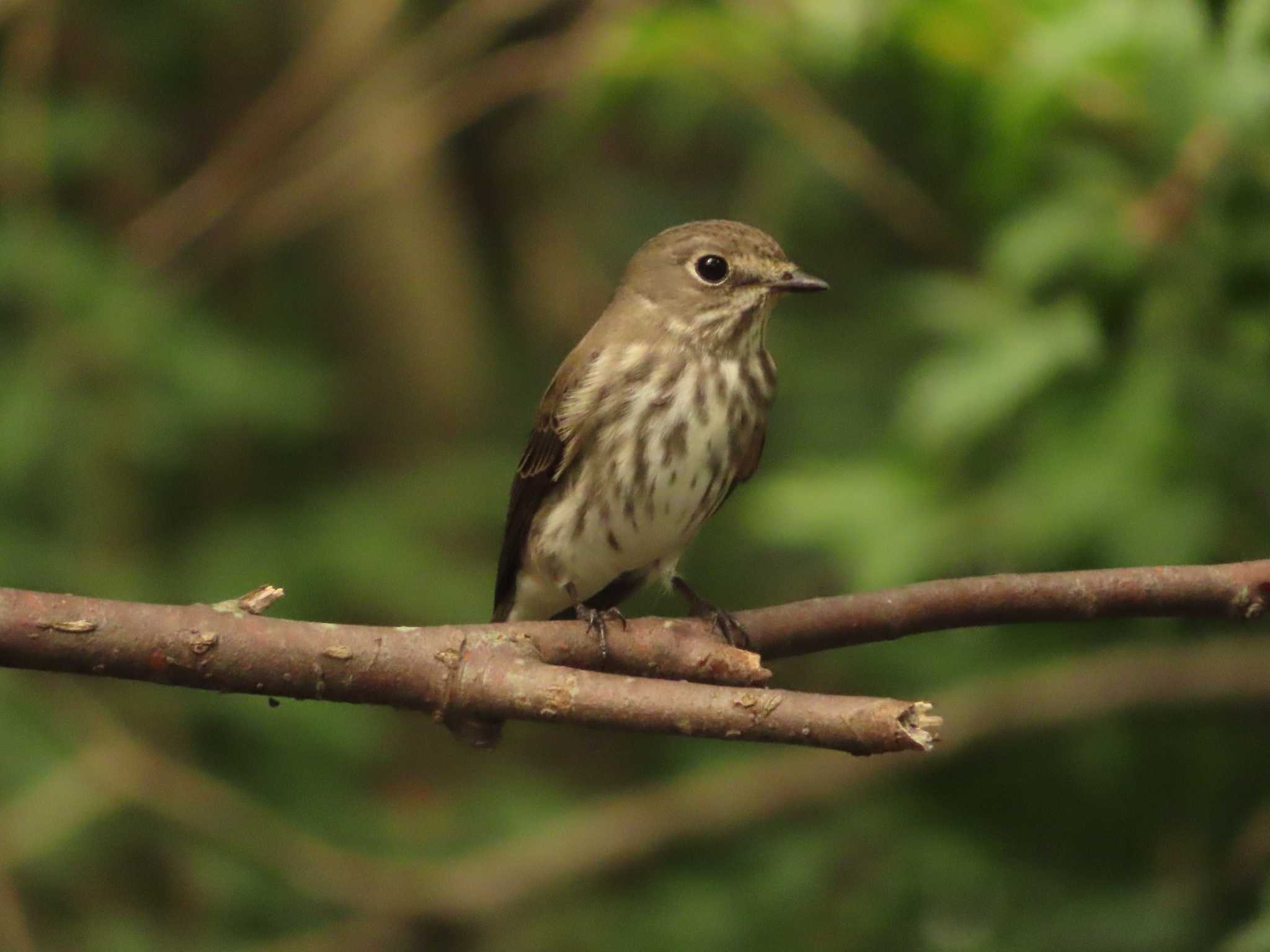 Grey-streaked Flycatcher