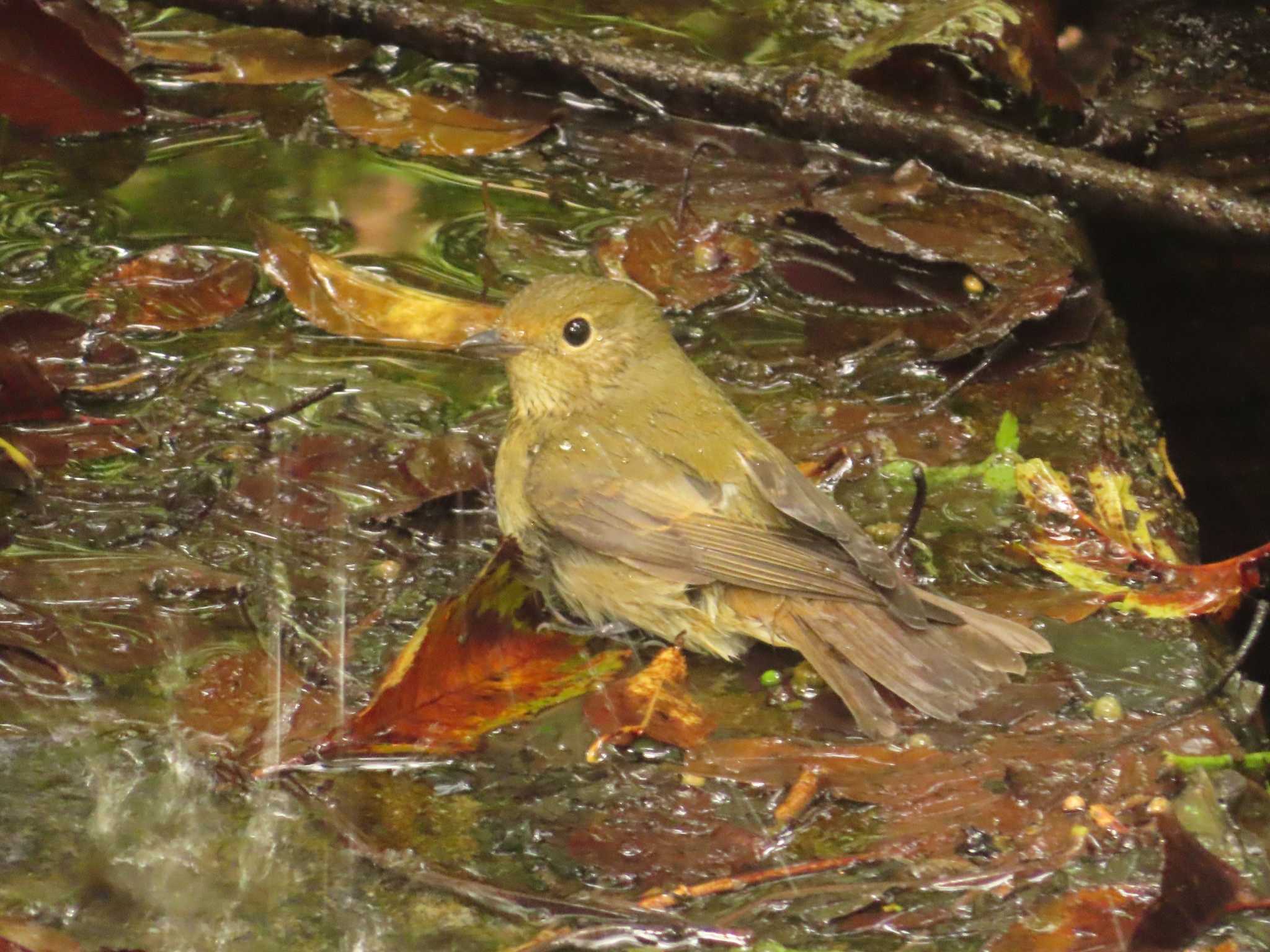 Narcissus Flycatcher