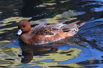 ヒドリガモ 中郷温水池公園(三島市) 2023年10月29日(日)