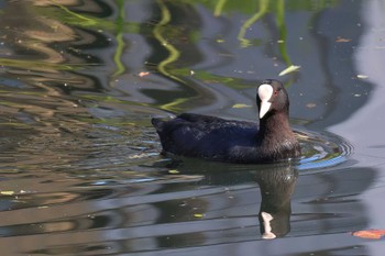 オオバン 中郷温水池公園(三島市) 2023年10月29日(日)