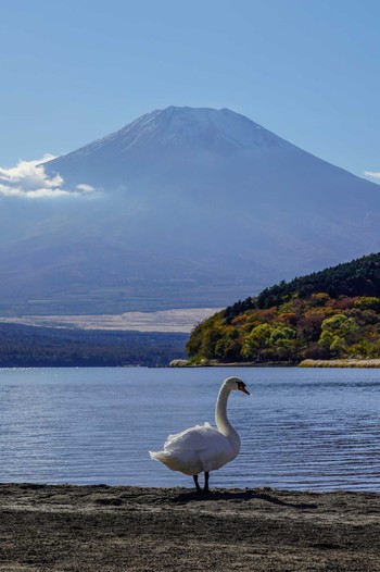 コブハクチョウ 山中湖 2023年10月23日(月)