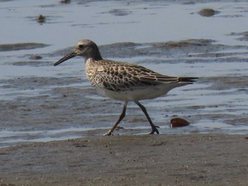 Great Knot 蒲生干潟(仙台市) Wed, 8/30/2023